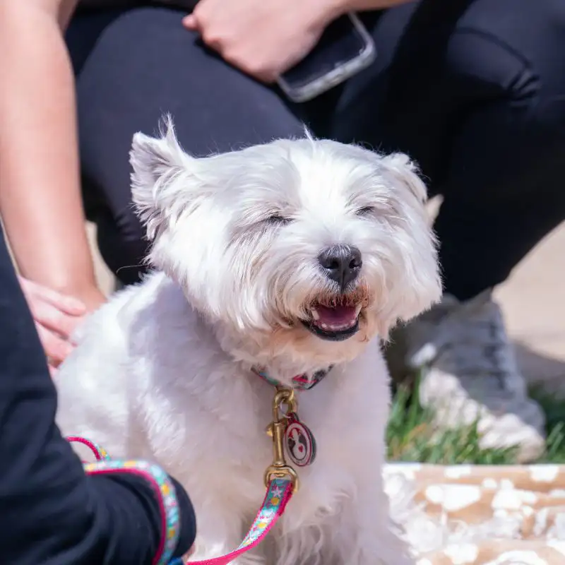 Small white therapy dog being pet on a blanket outside during visit to Belmont's campus