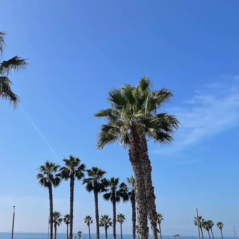 Palm trees against a blue sky