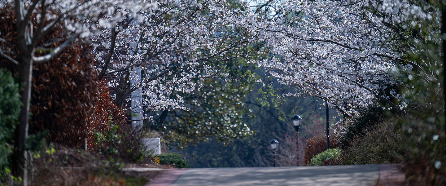 Flowering trees lining a sidewalk on a sunny day