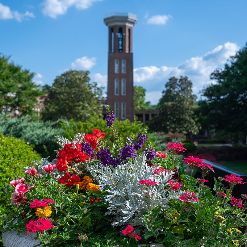 Flowers with Belmont's Bell Tower in the background