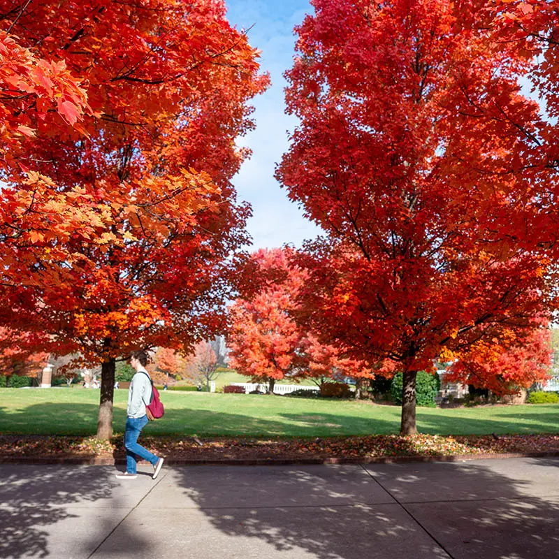 a student walking to class passing underneath orange fall colored trees on a sunny day