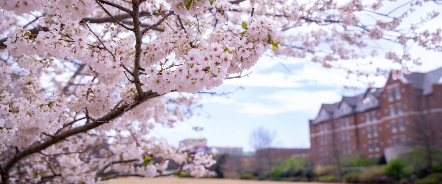 Pink cherry blossoms blooming in spring with a Belmont University dorm building in the background under a blue sky.