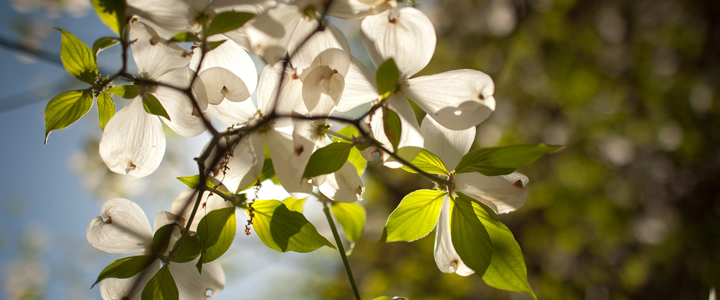 Close up image of dogwood blooms