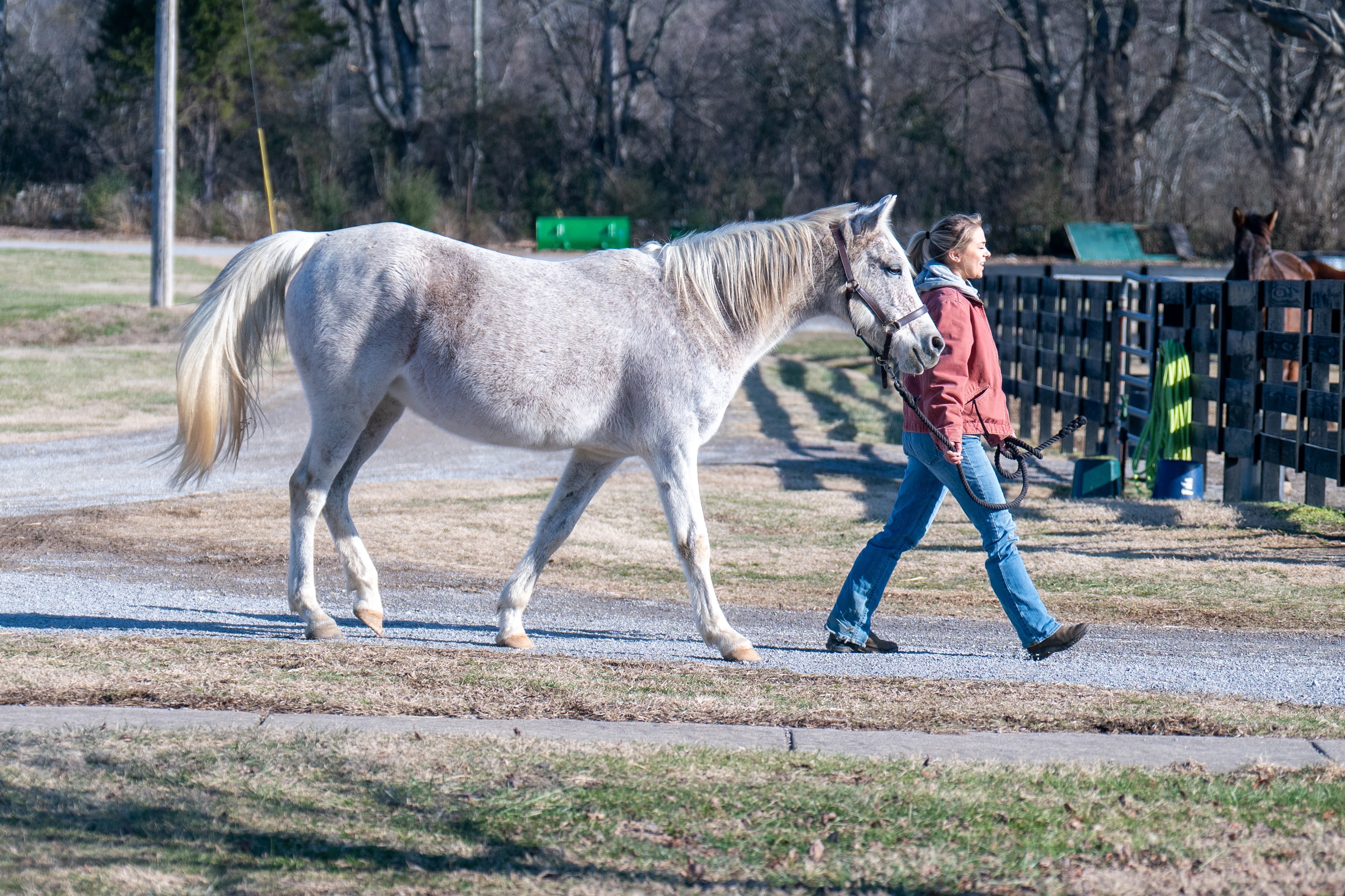 walking hores