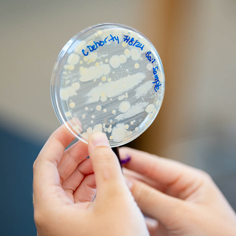 Student holding up petri dish