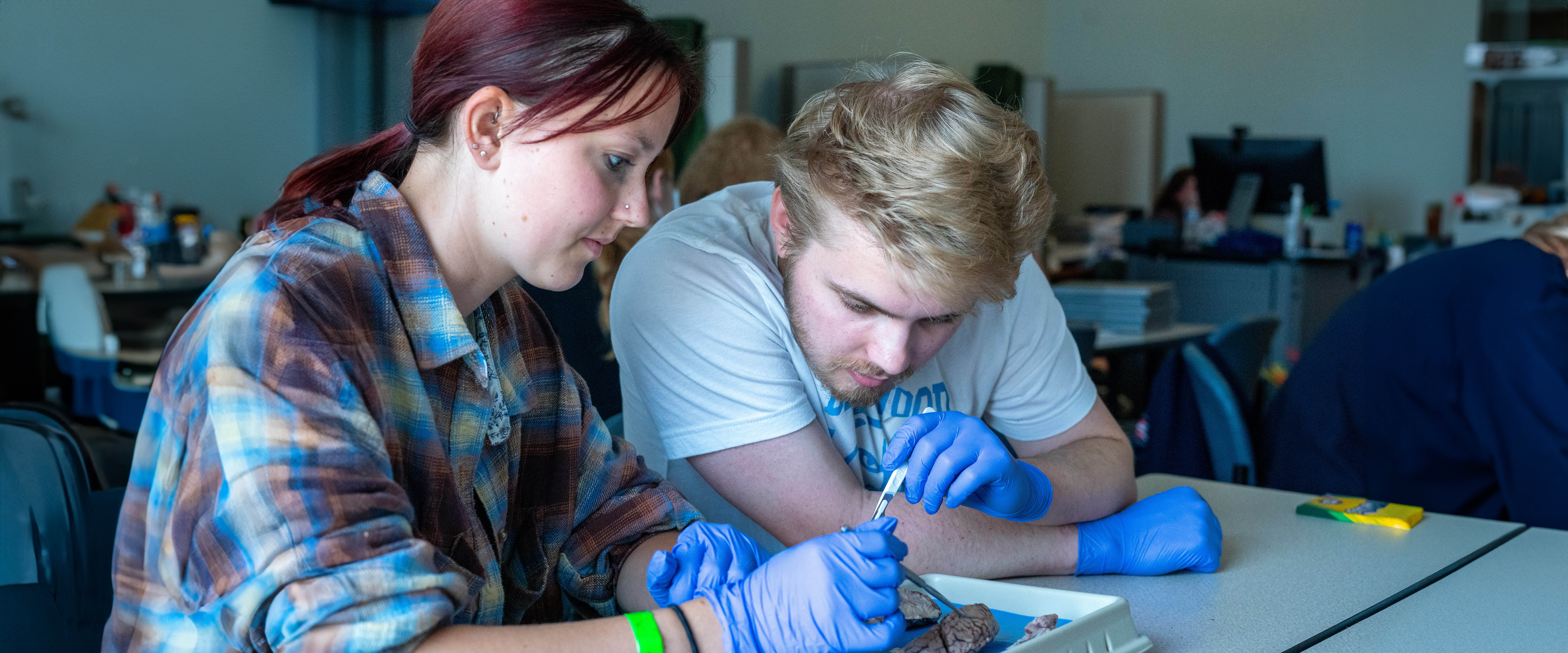 Students dissecting a brain in a lab