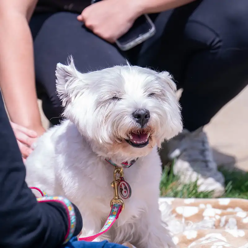 small white dog smiling while being pet outside in grass