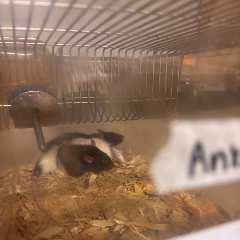 Rat in a cage