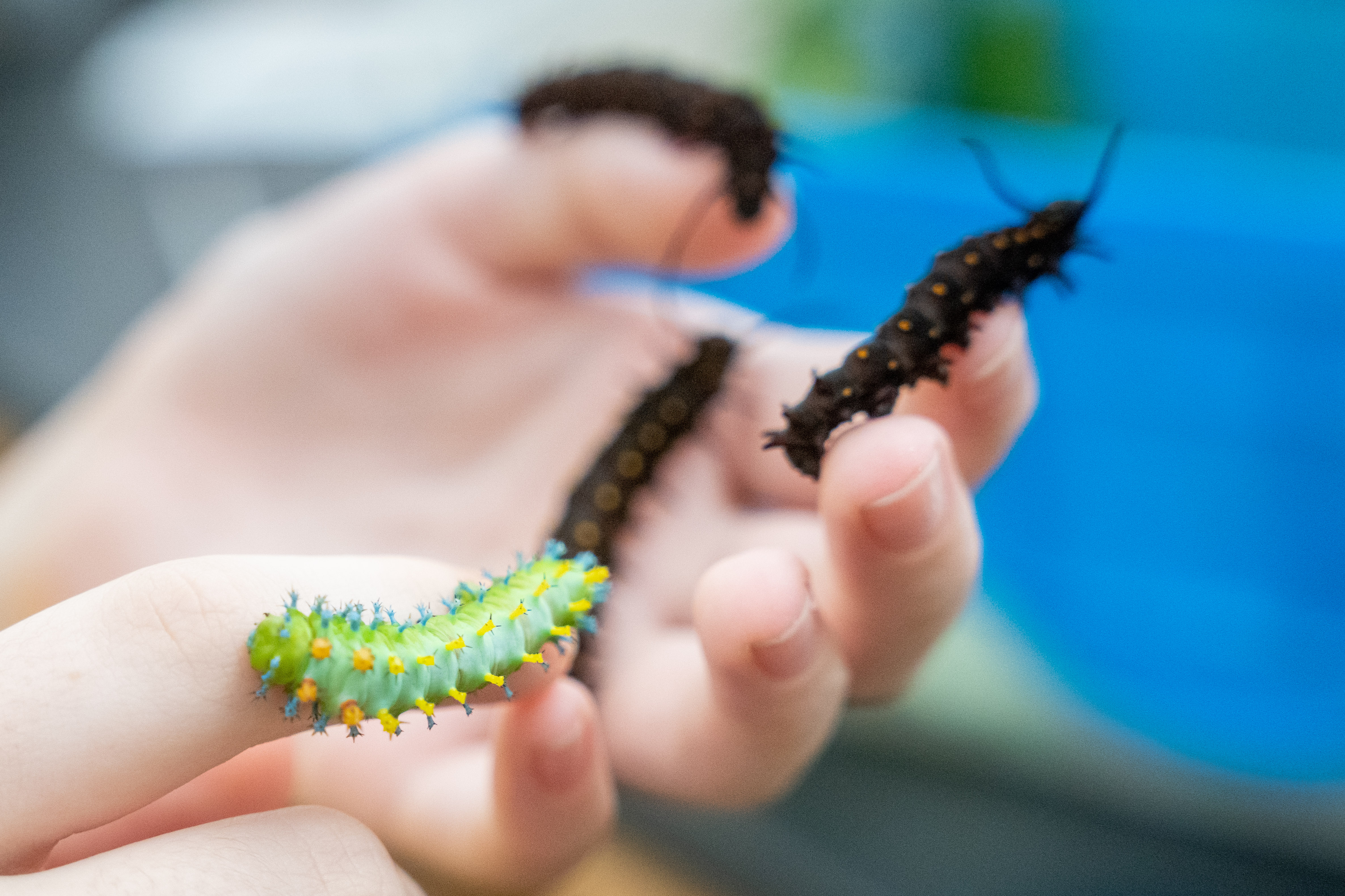 Catepillars crawl on campers' fingers