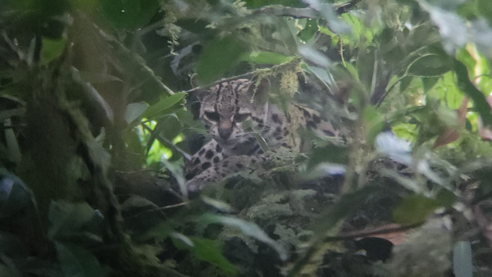 A local margay cat in a tree
