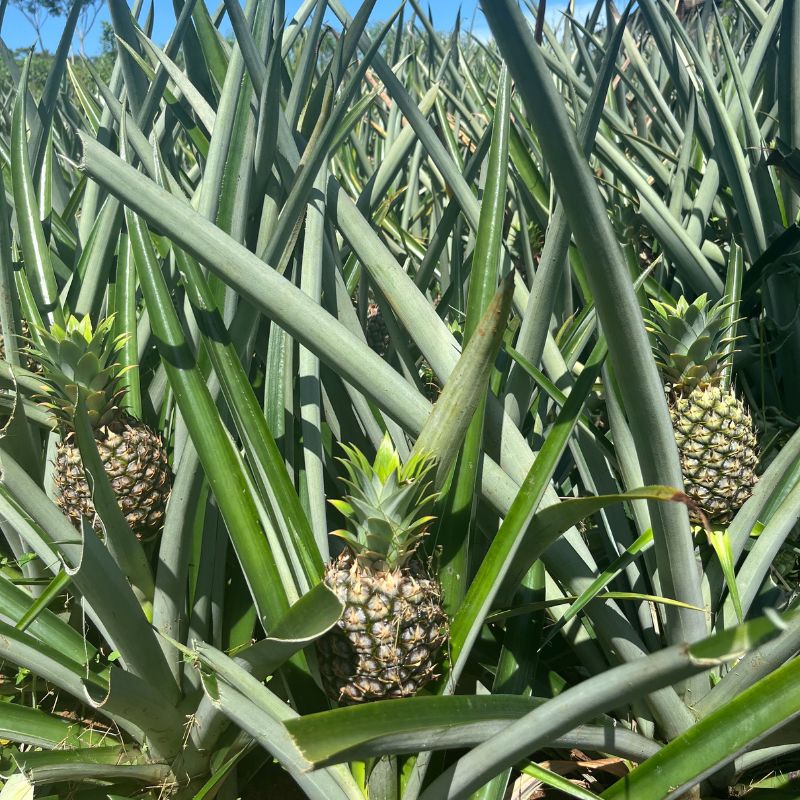 Pineapples growing in Costa Rica