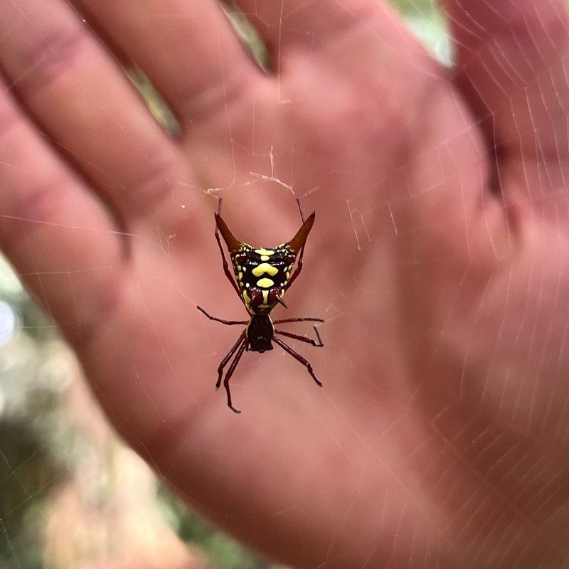A spider in Costa Rica