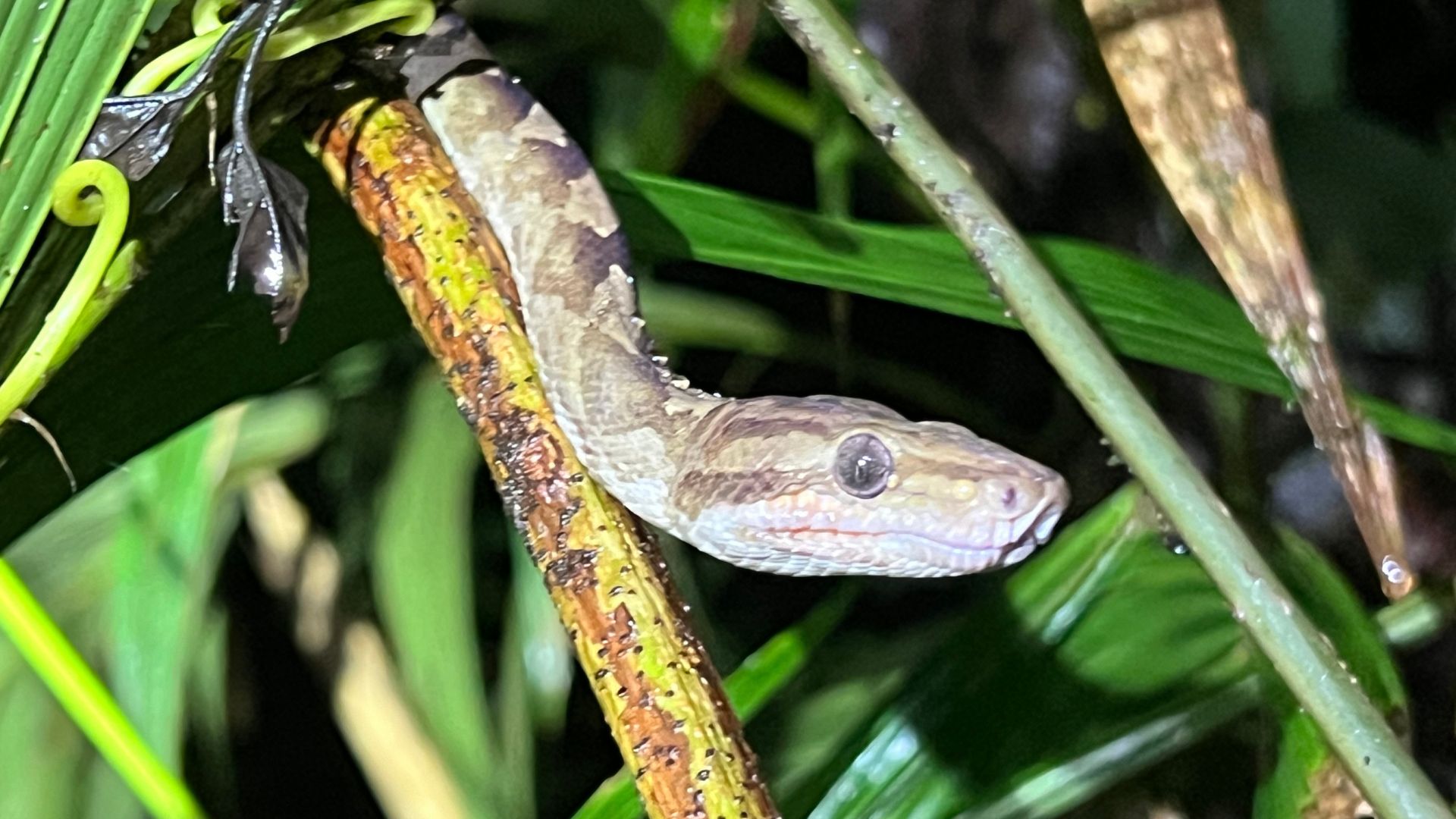 A snake in Costa Rica