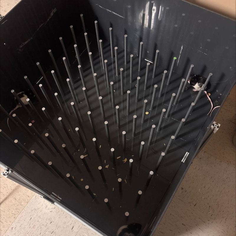 maze for rats to run through