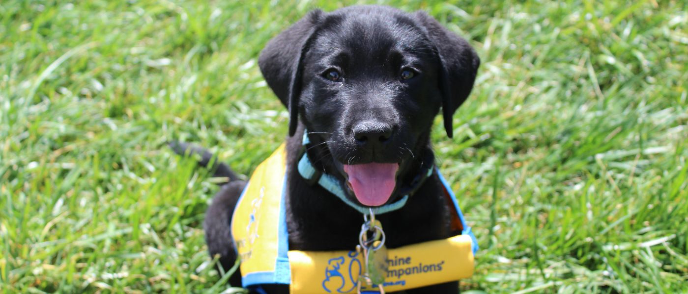 Paddy, a service dog in training, poses in the grass