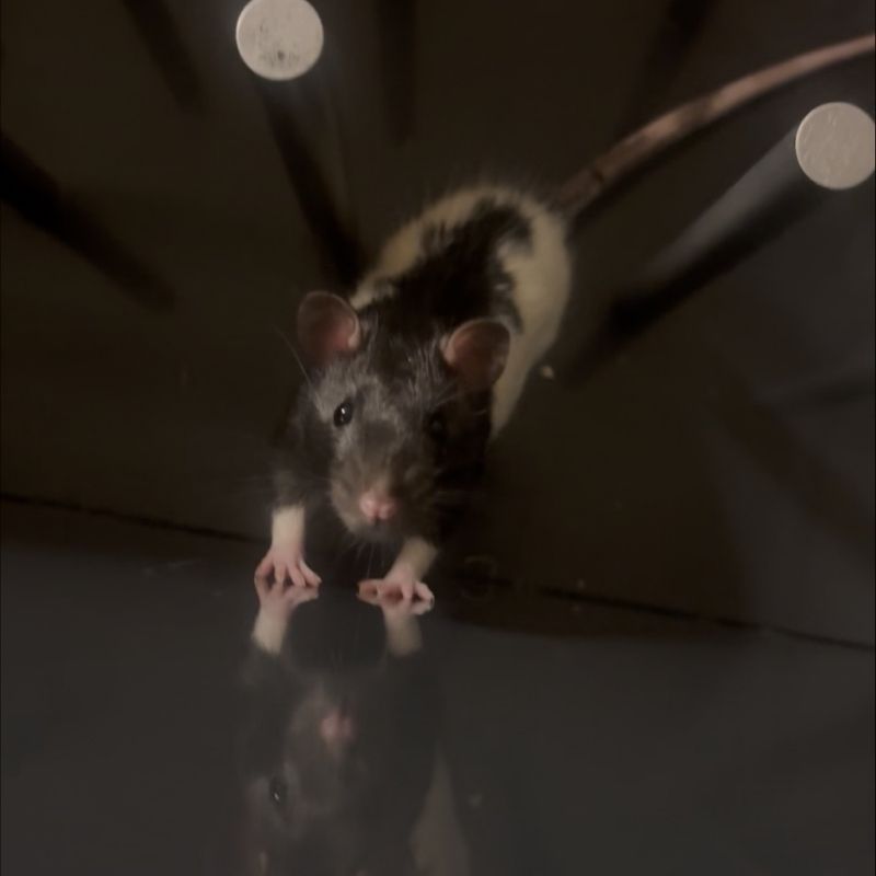 Rat