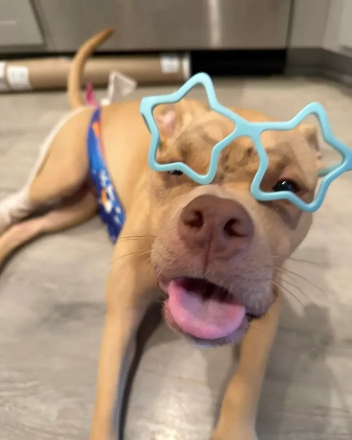 Dog wearing light blue star-shaped glasses