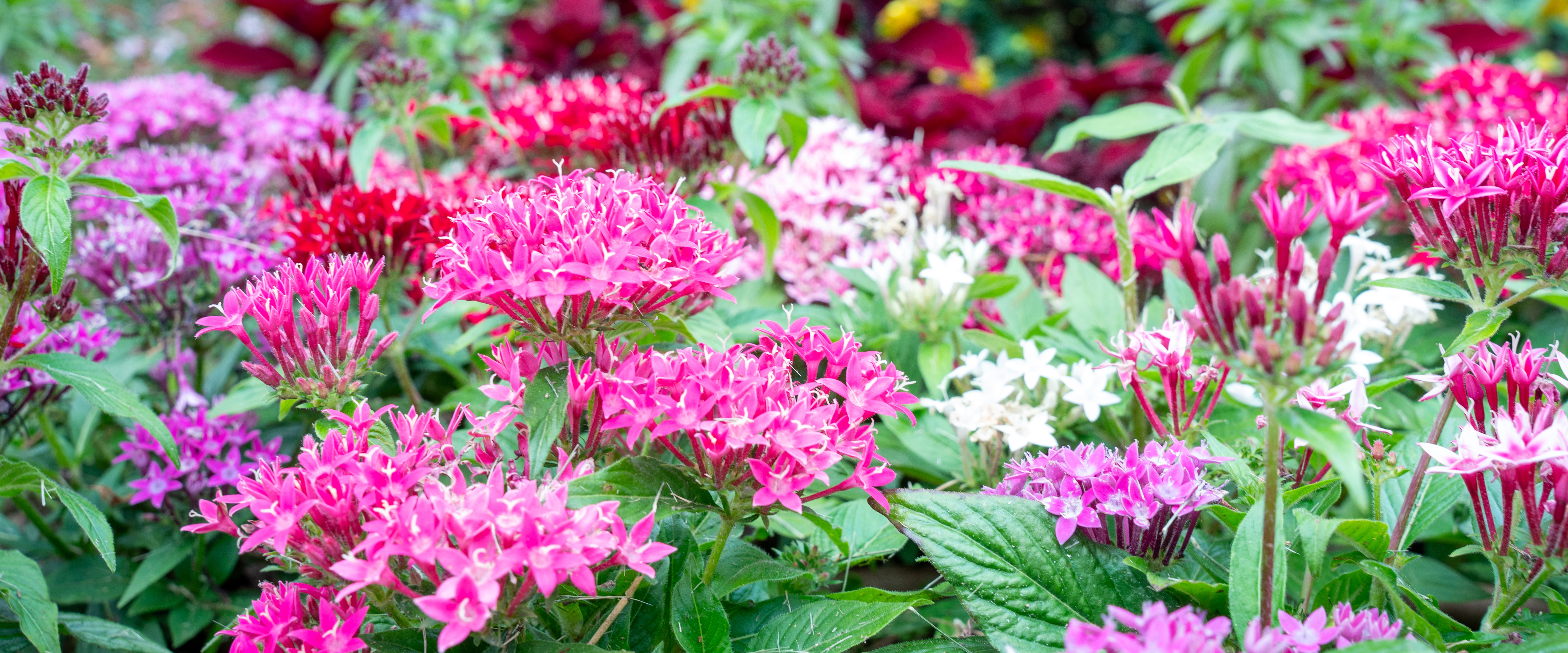 Close up of pink flowers on Belmont's campus