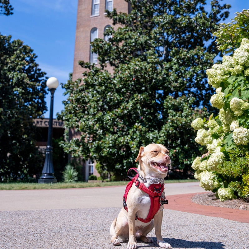 Professor Doe is a small Chihuahua-Beagle mix wearing a red harness, with green shrubs and the Belmont tower behind him