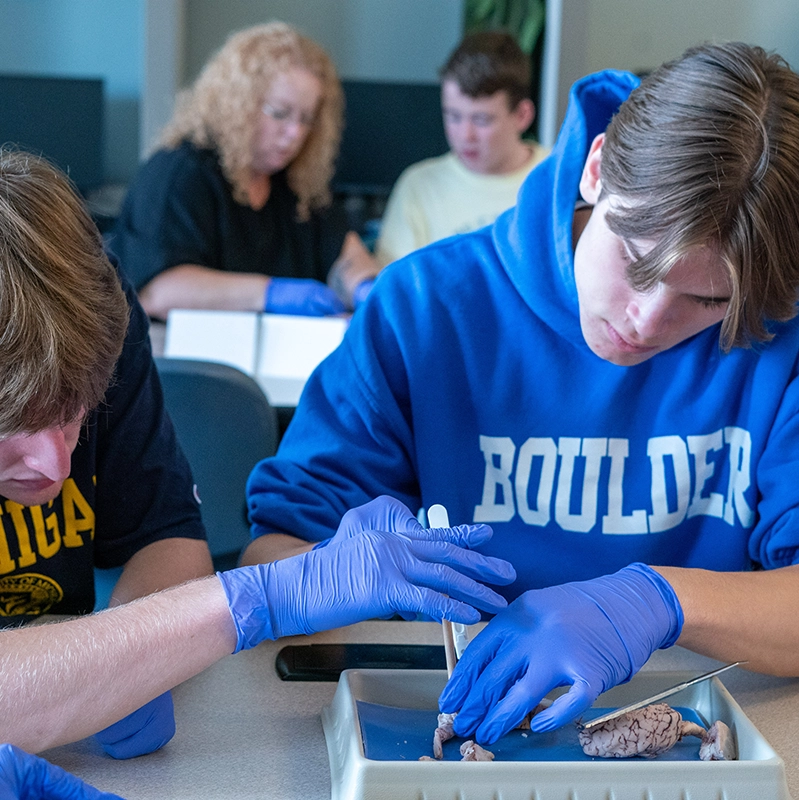 Two students wearing blue gloves carefully dissect a brain specimen in a lab. A student in a blue hoodie focuses intently, while others work in the background.